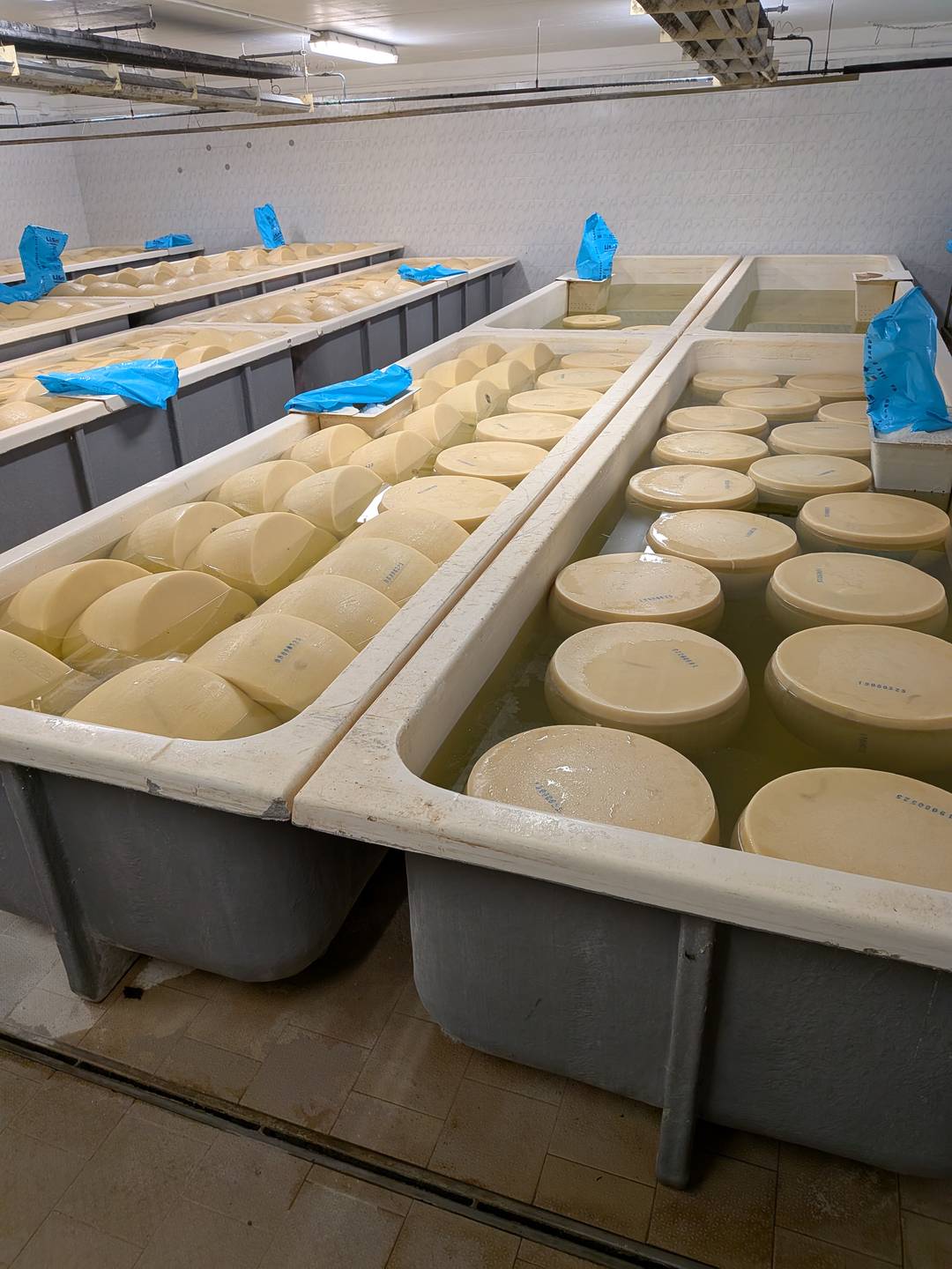 parmesan cheese salting in large tubs.