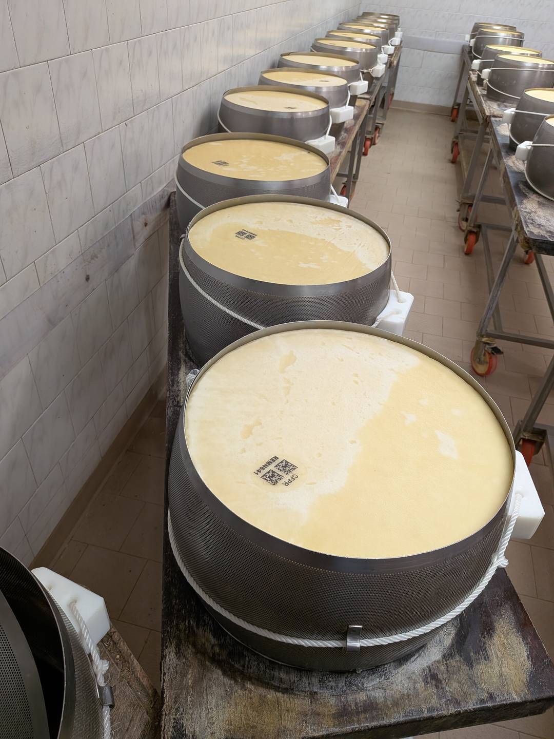 parmesan cheese wheels in metal molds.