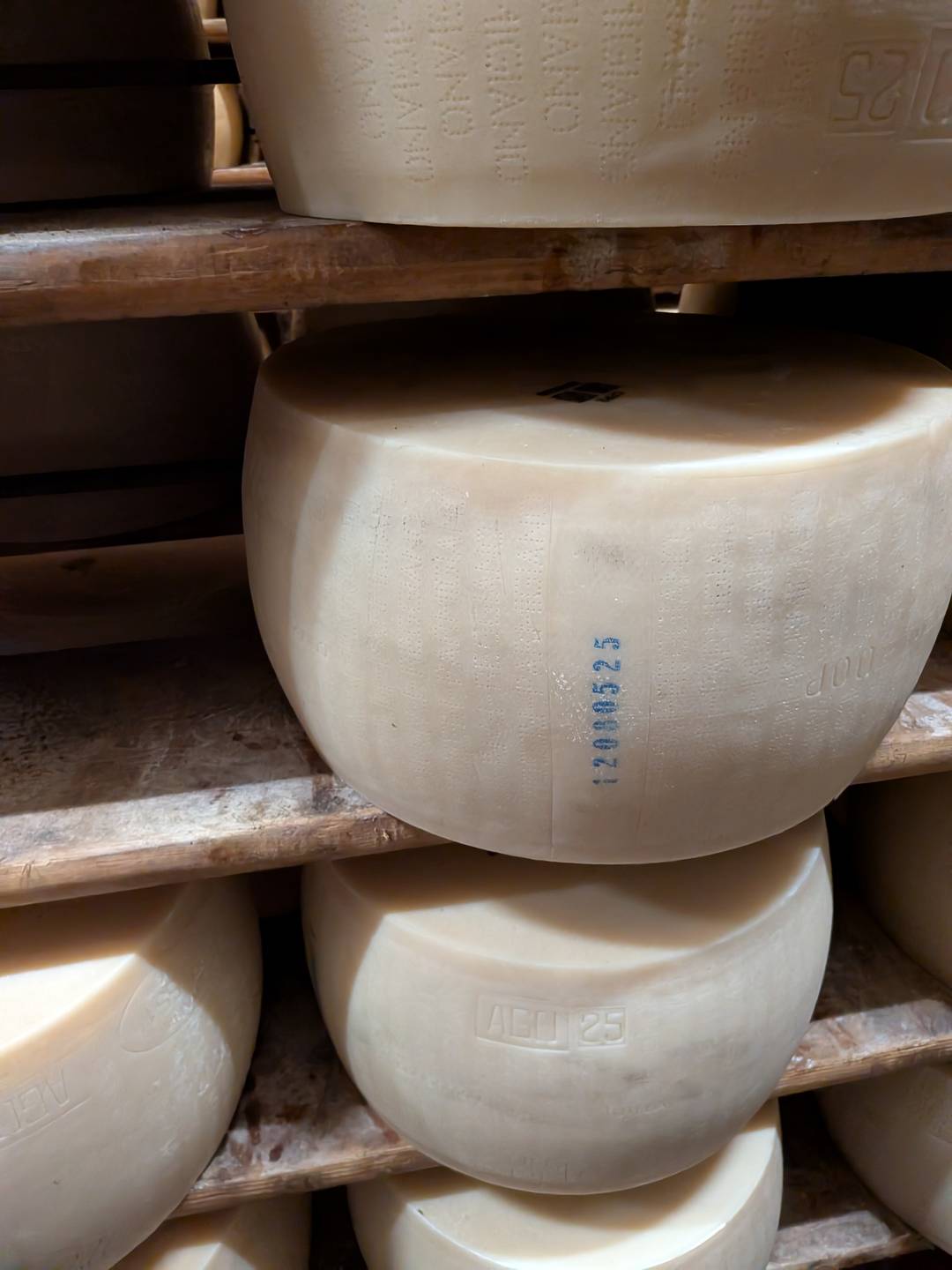 newly aging parmesan cheese on shelves