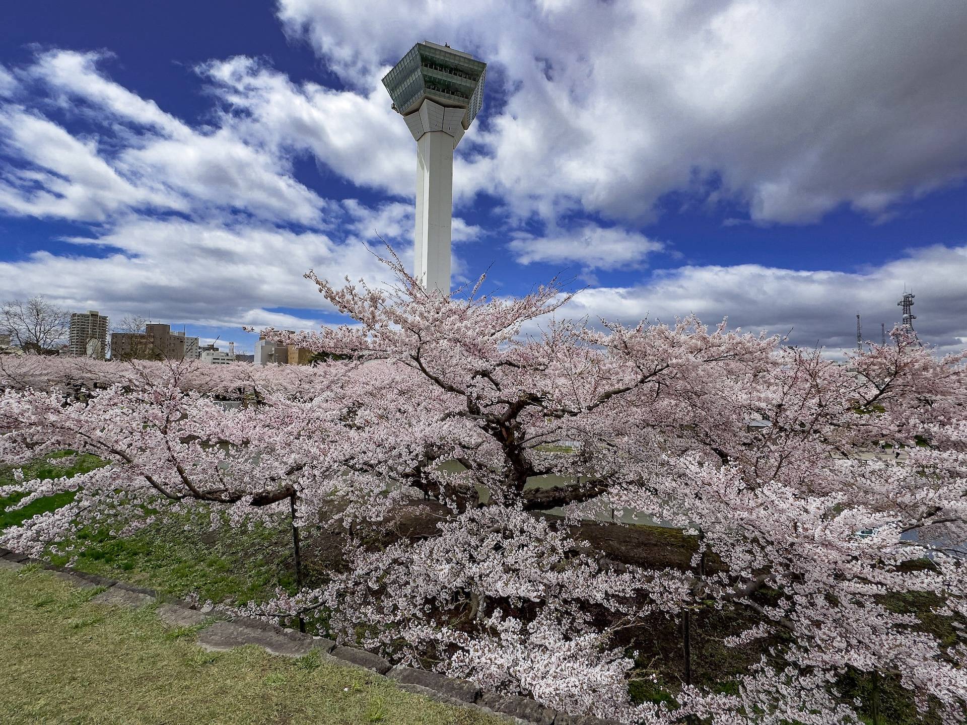 Cherry blossoms in Hakodate, Hokkaido