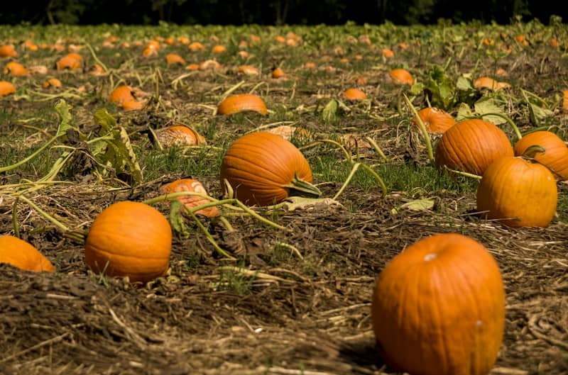 Many orange pumpkins resting on dry soil in a sunlit field