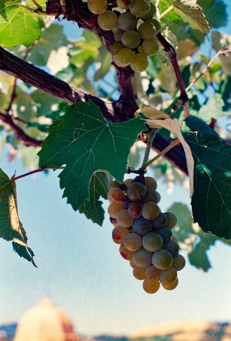 Grapes hanging from a vine in a vineyard