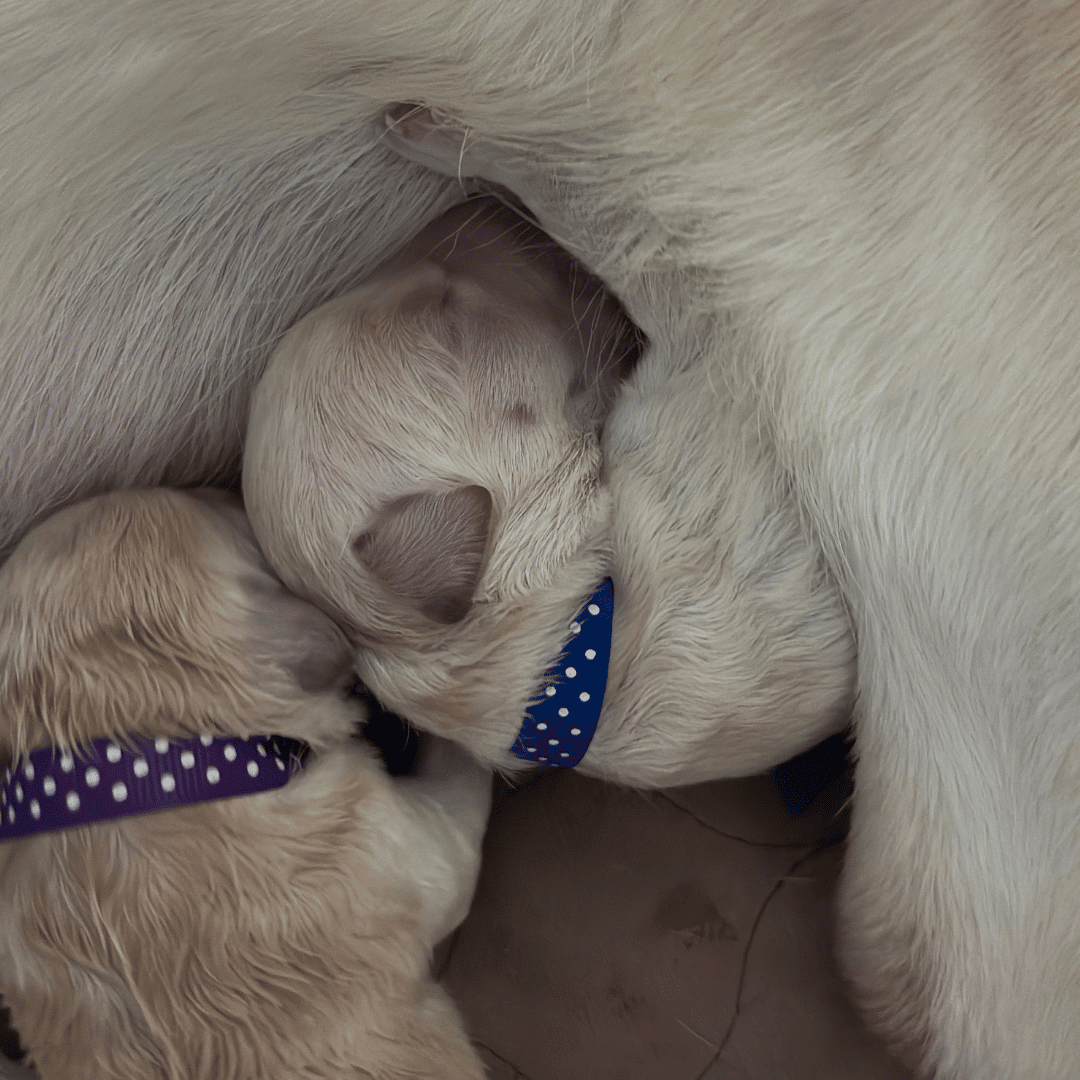 cream puppy with blue ribbon sleeping next to mama dog.