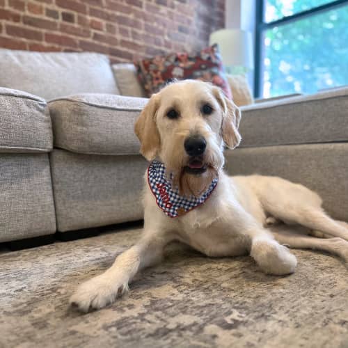 A cream dog laying on the floor with a blue and red bandanna. There is a grey couch in the background.