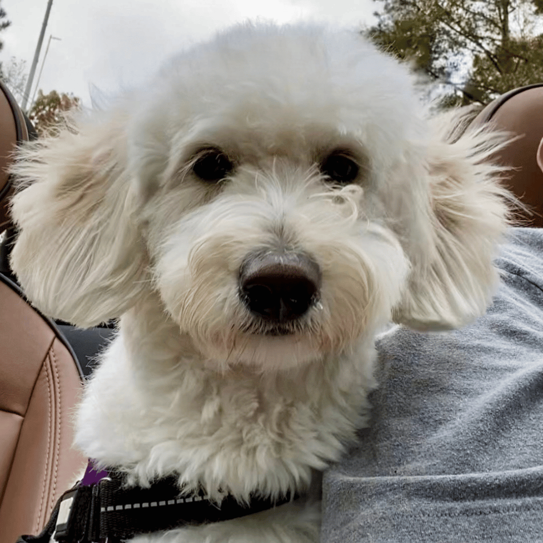 a fluffy white dog with a black nose
