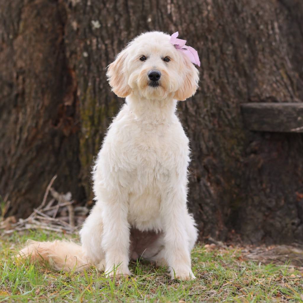 A cream dog with a black nose and purple bow in her hair sitting on green grass with a brown tree in the background.
