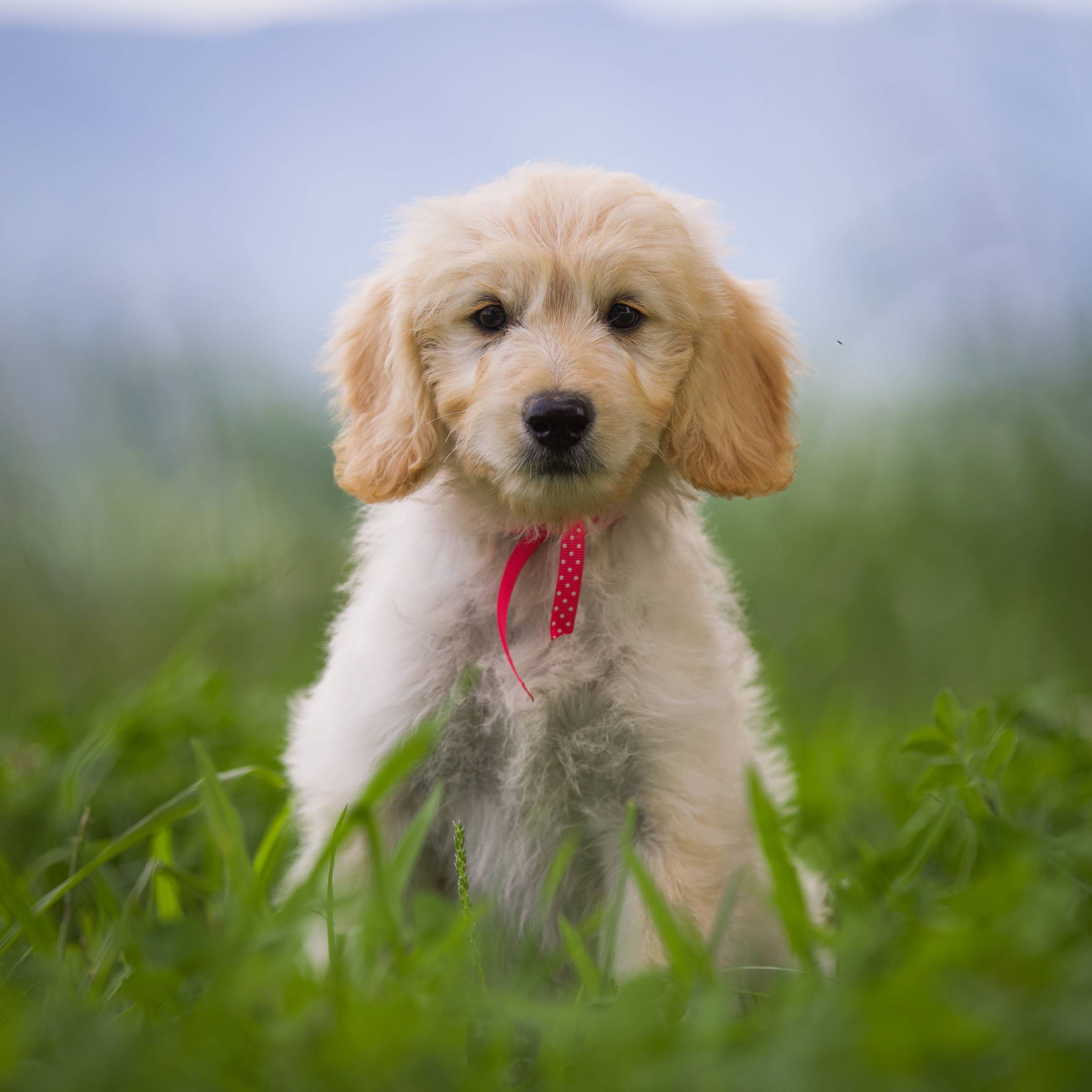 a fluffy cream puppy with a pink ribbon sitting in the green grass