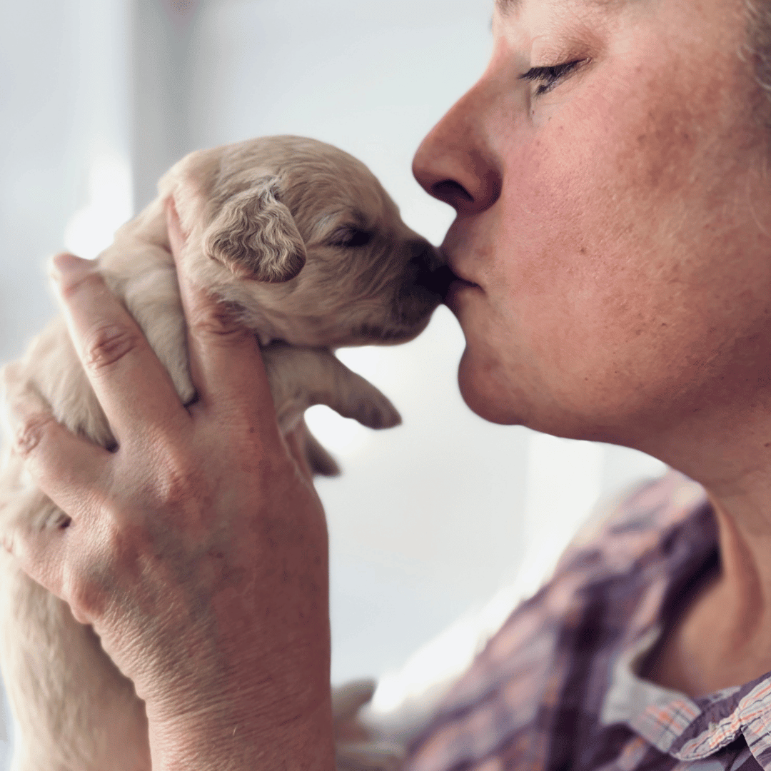 A person holding a little cream puppy and kissing its nose. 