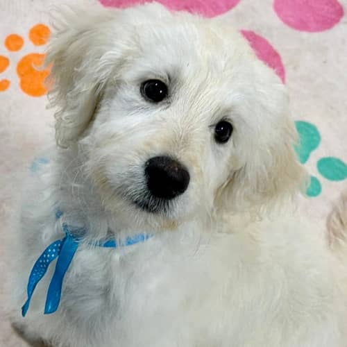 a white fluffy dog with a blue ribbon around her neck sitting on a pink rung with orange, green and dark pink paw prints.
