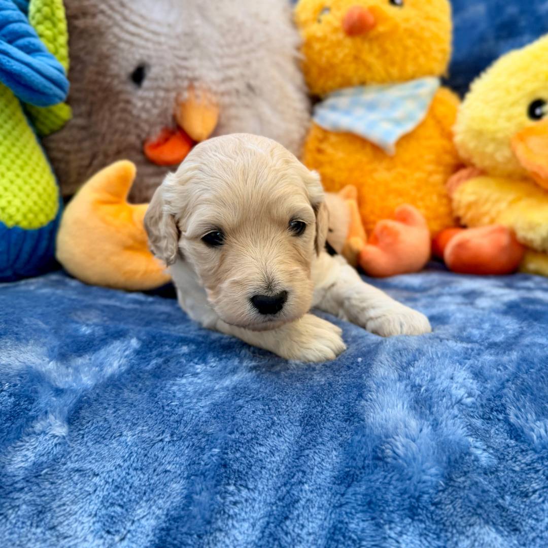 cream fuzzy puppy laying on a blue blanket with orange, yellow brown and blue stuffed toys in the background.