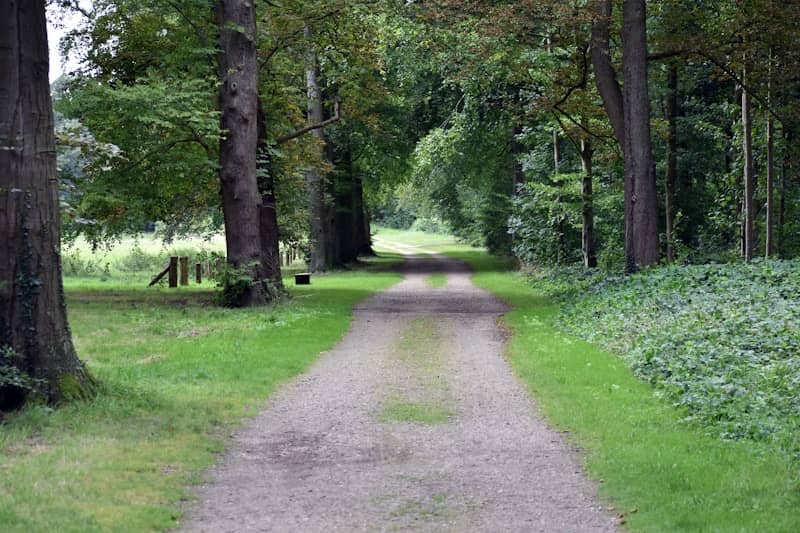 A dirt road in the middle of a forest