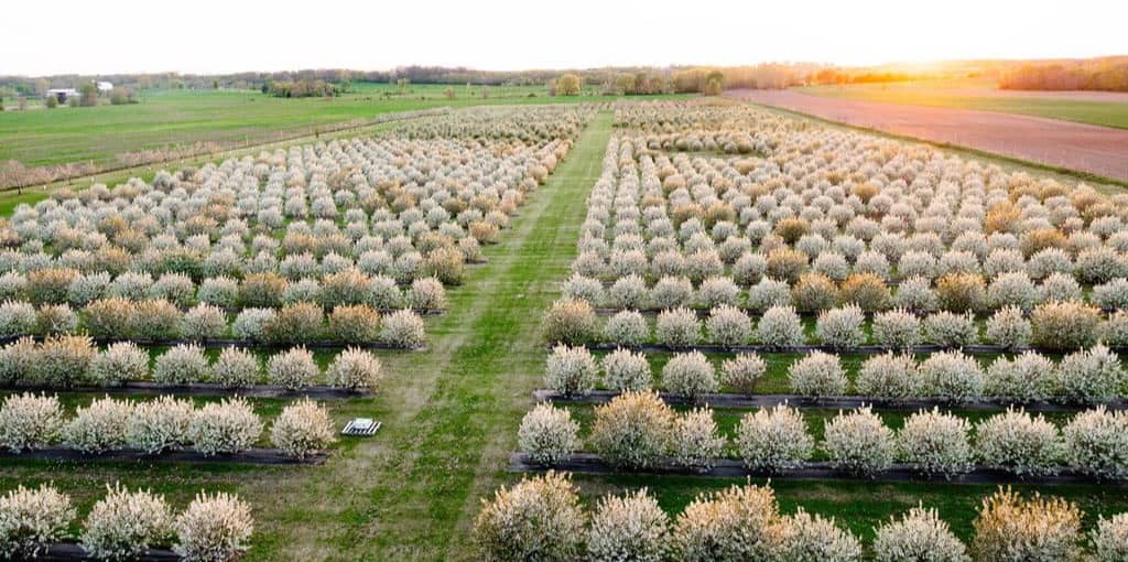 2026 Cherry Blossoms