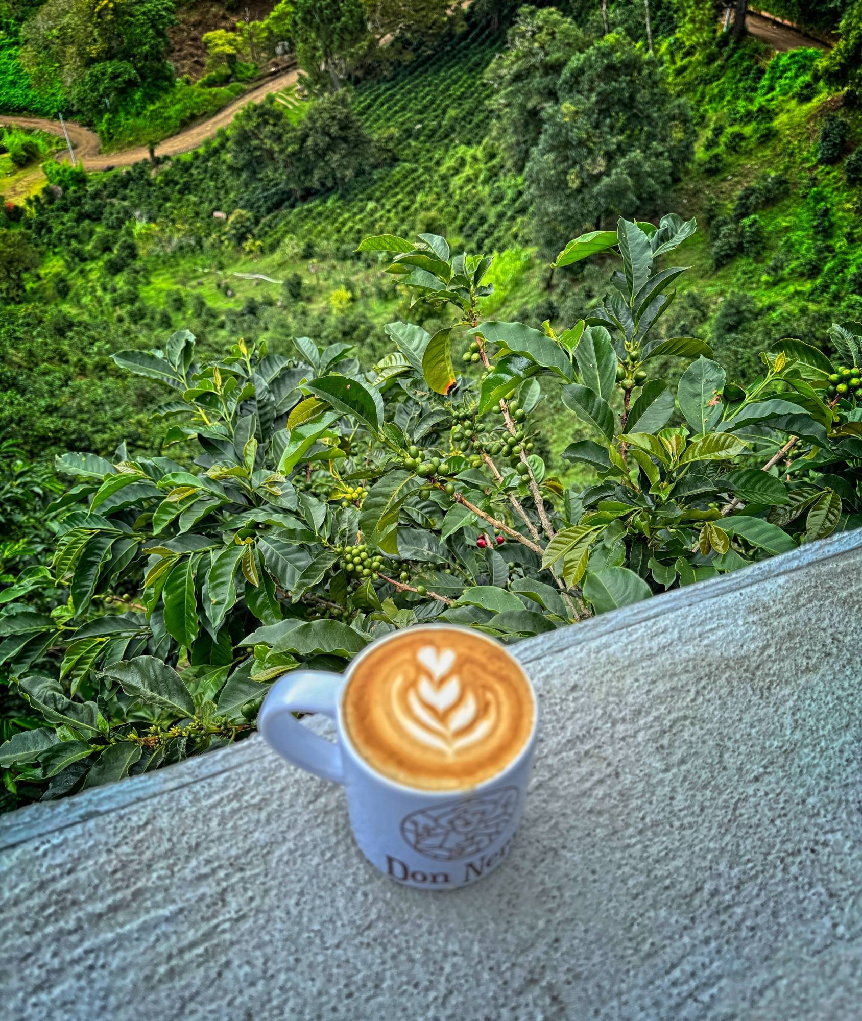 Coffee cup with heart shaped latte art in the foreground with coffee plants with green beans growing on the slopes behind it. 