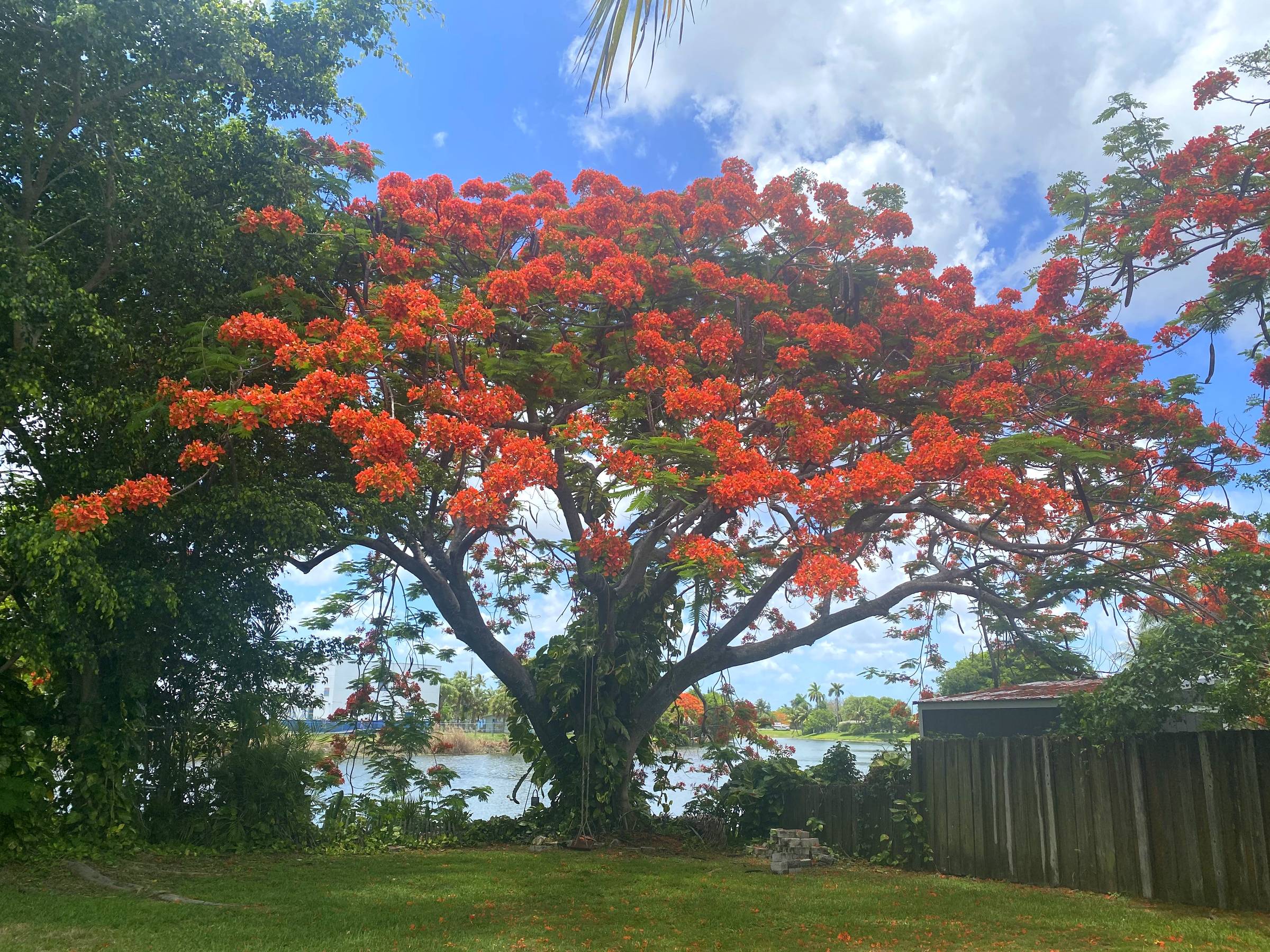 picture of my BEAUTIFUL tree