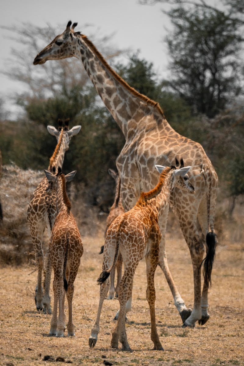 A herd of giraffe standing on top of a dry grass field