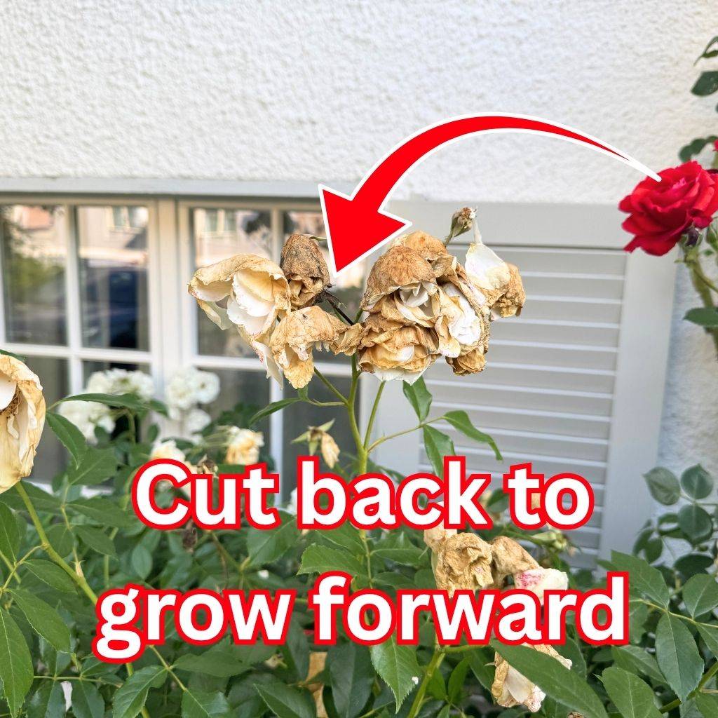7 Tips to Make Your Garden Look Better in Minutes Without Buying Anything 1