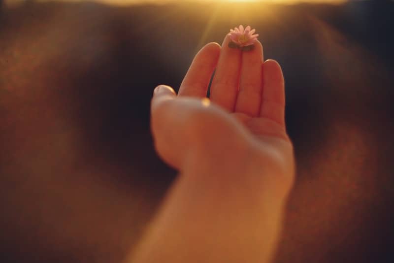 A small flower rests on a fingertip at sunset.