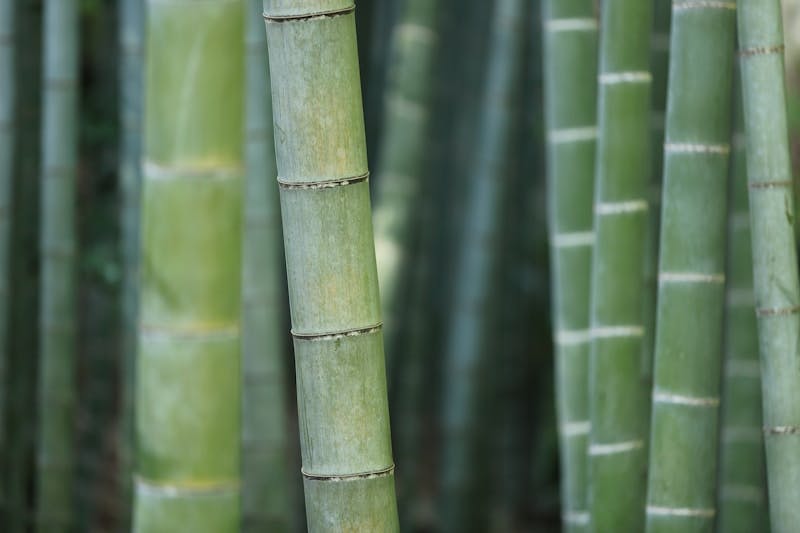 Be a bamboo farmer