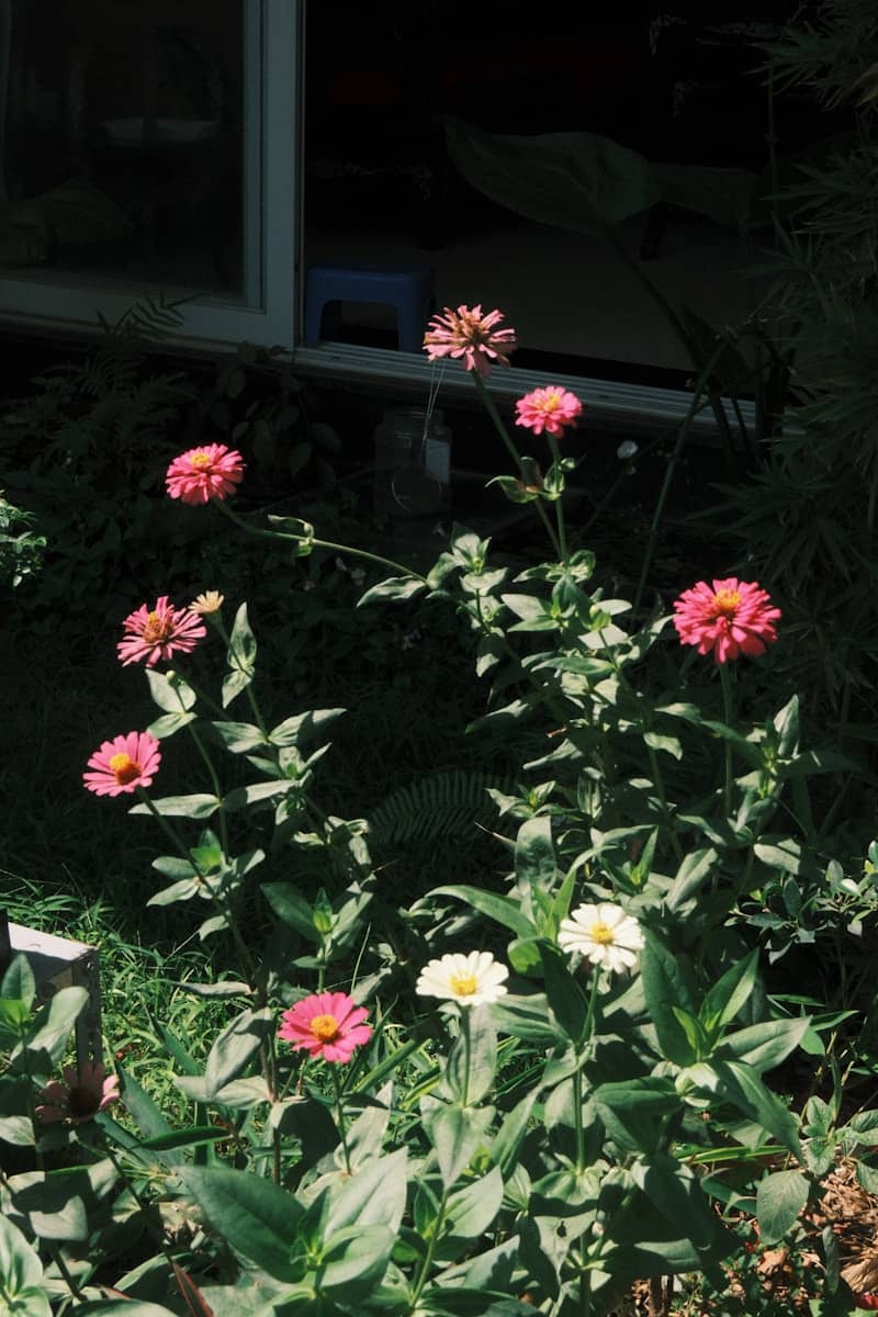 Pink and white zinnias bloom in a garden.