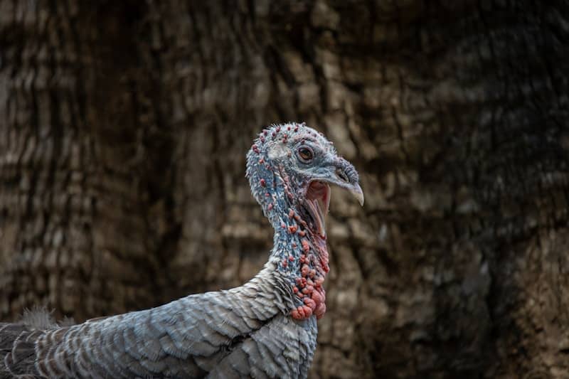 A turkey stands against a dark, textured background