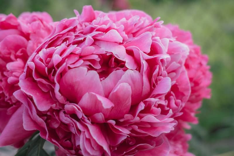 A close-up of vibrant pink peony flowers.