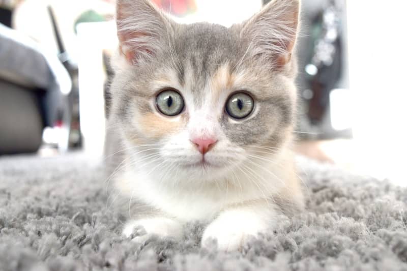 A cat laying on the floor looking at the camera