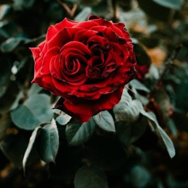 red rose in bloom during daytime