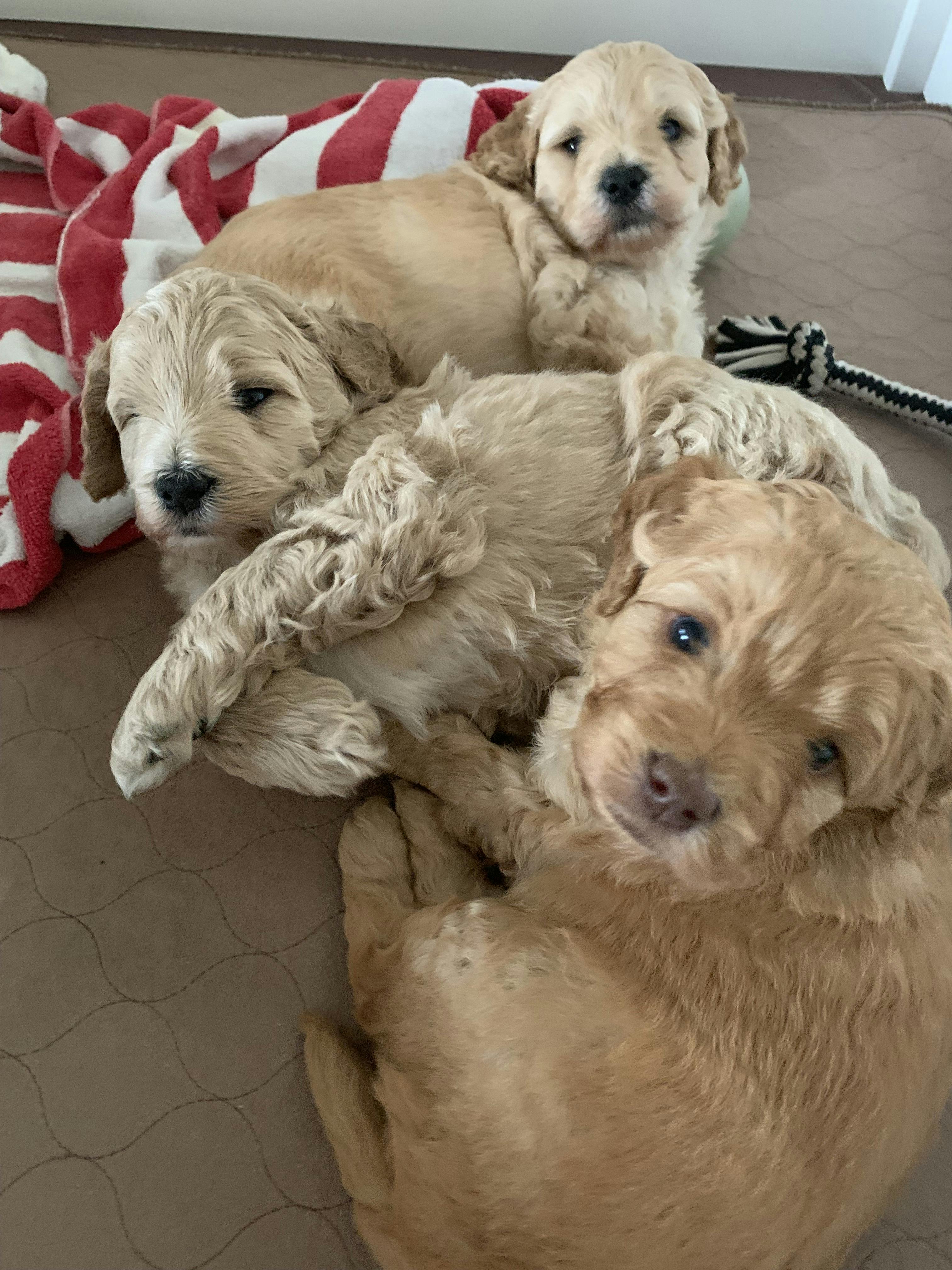 photo of 3 puppies 