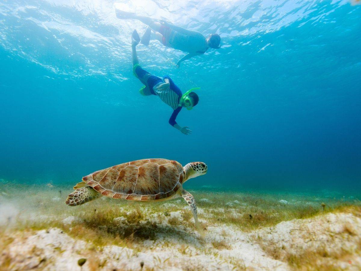 two people diving in curacao with a sea turtle