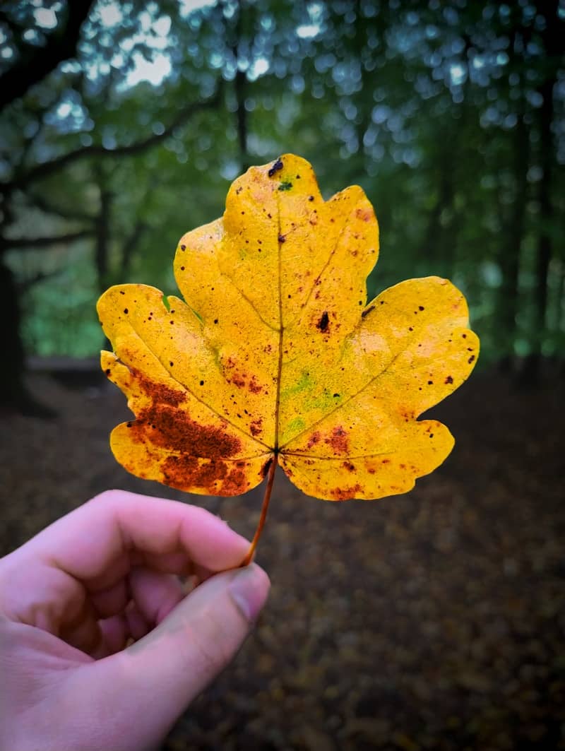 A hand holding a yellow leaf in a forest