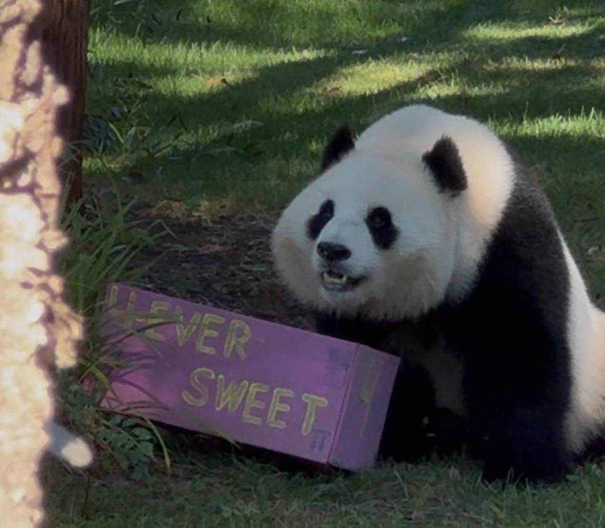 Qing Bao's birthday celebration at the National Zoo.