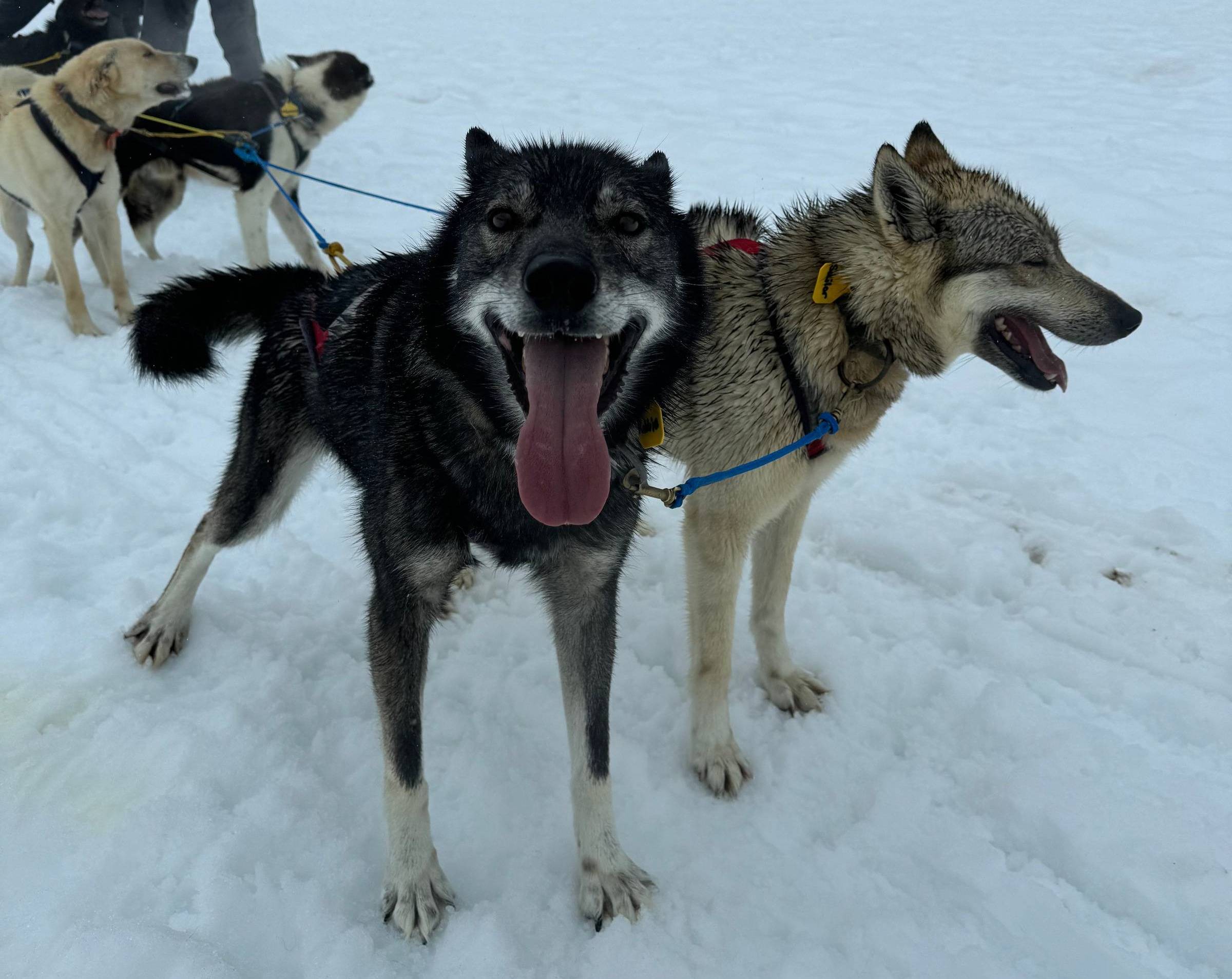 Alaskan huskie on the Hubert Glacier