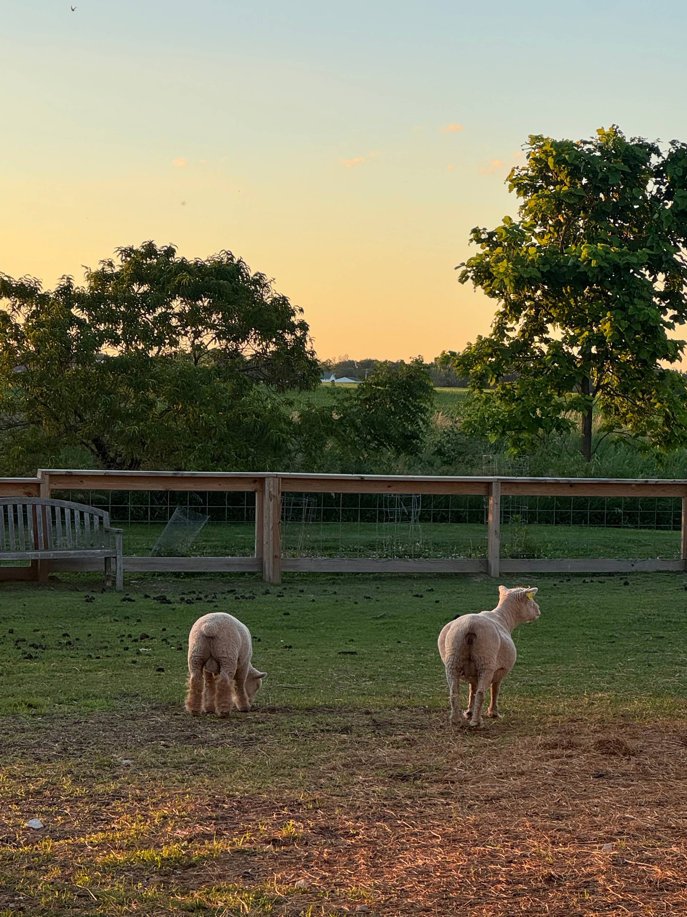 Sunset and sheep at the Woolly Yak Ranch & Winery.