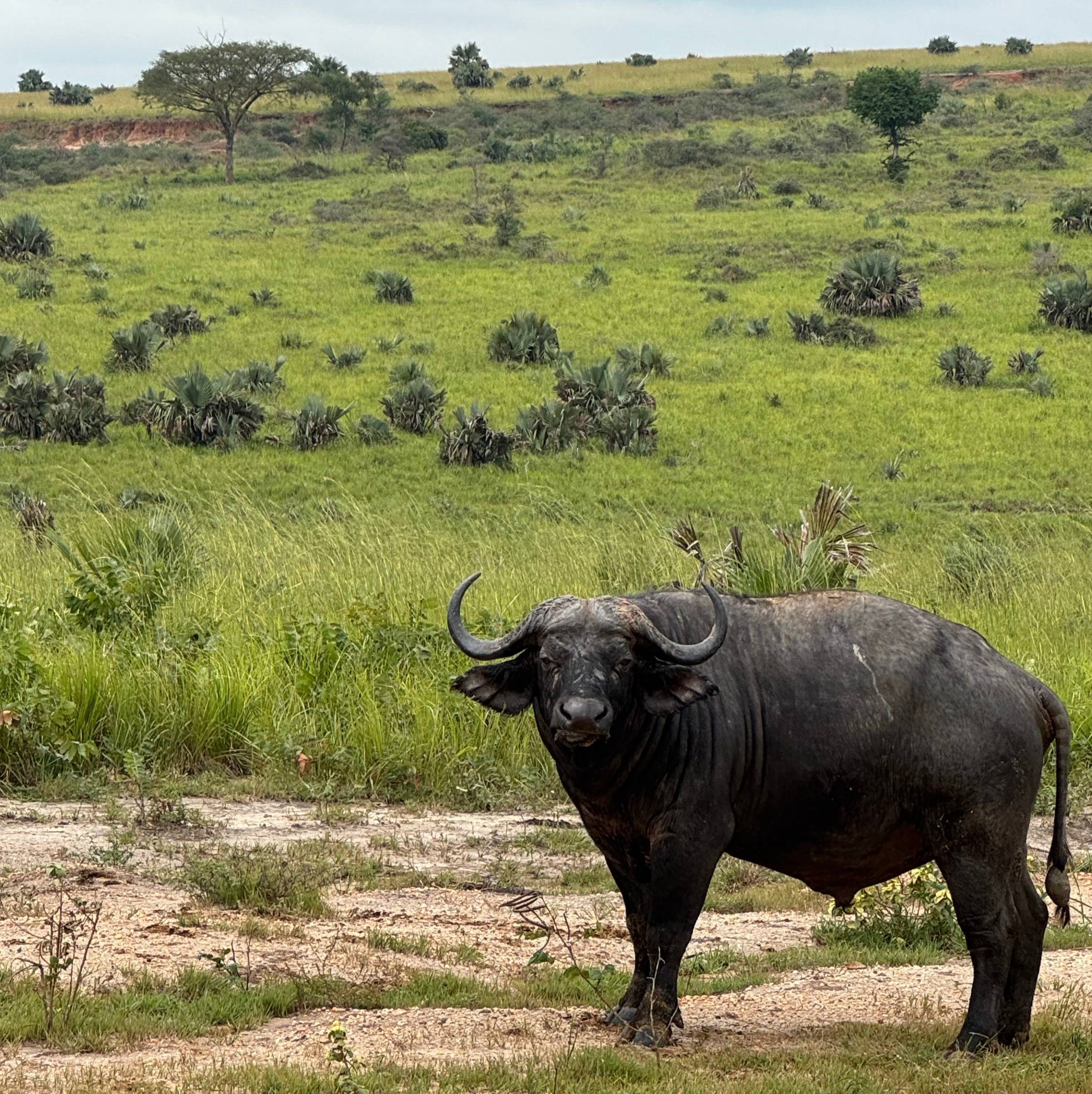 Cape buffalo in Uganda