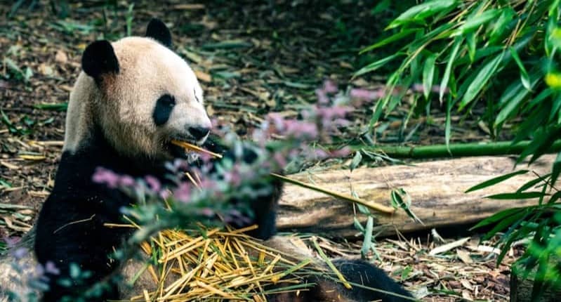 A panda eating bamboo in a lush forest.