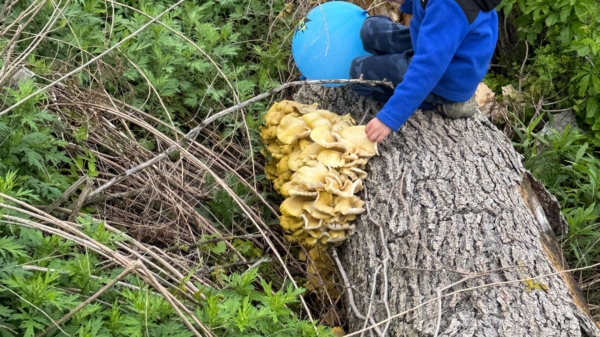 foraging
