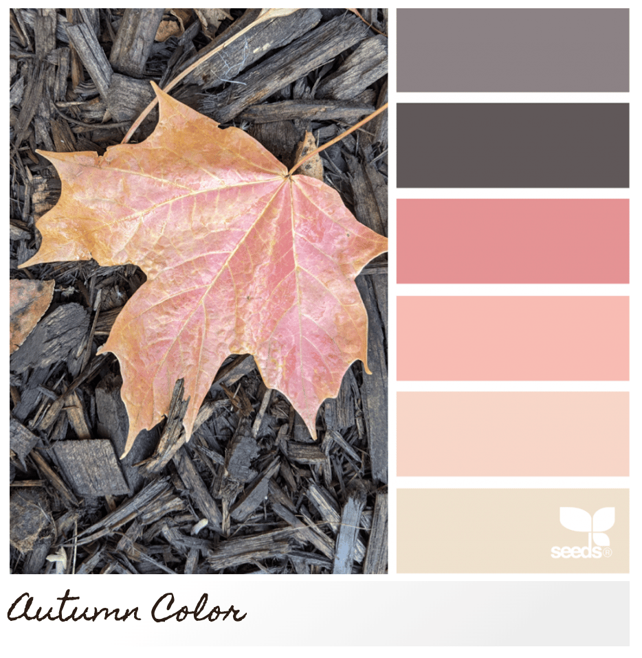 Color palette from Design Seeds