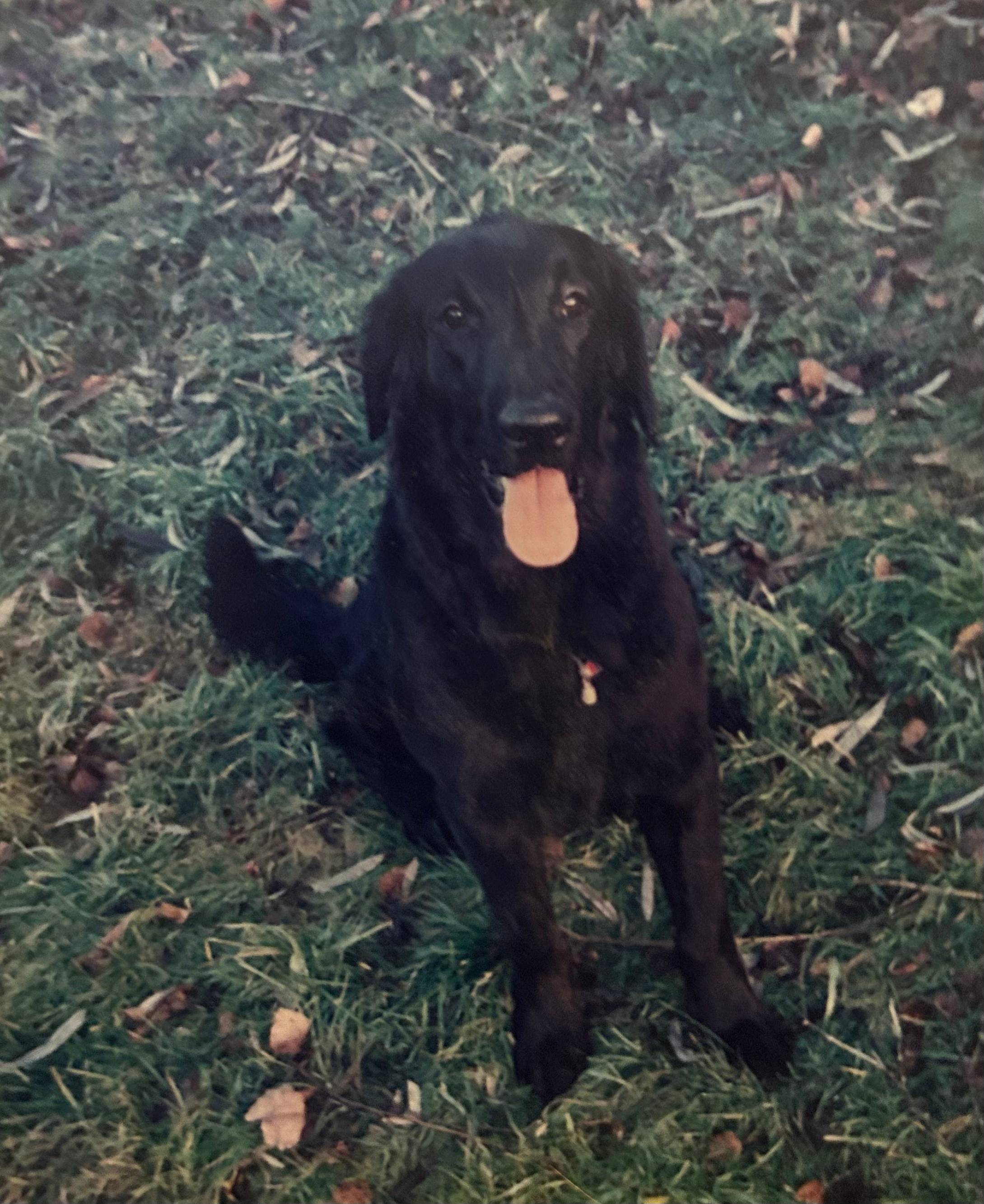 Holly my black Flat-Coated Retriever