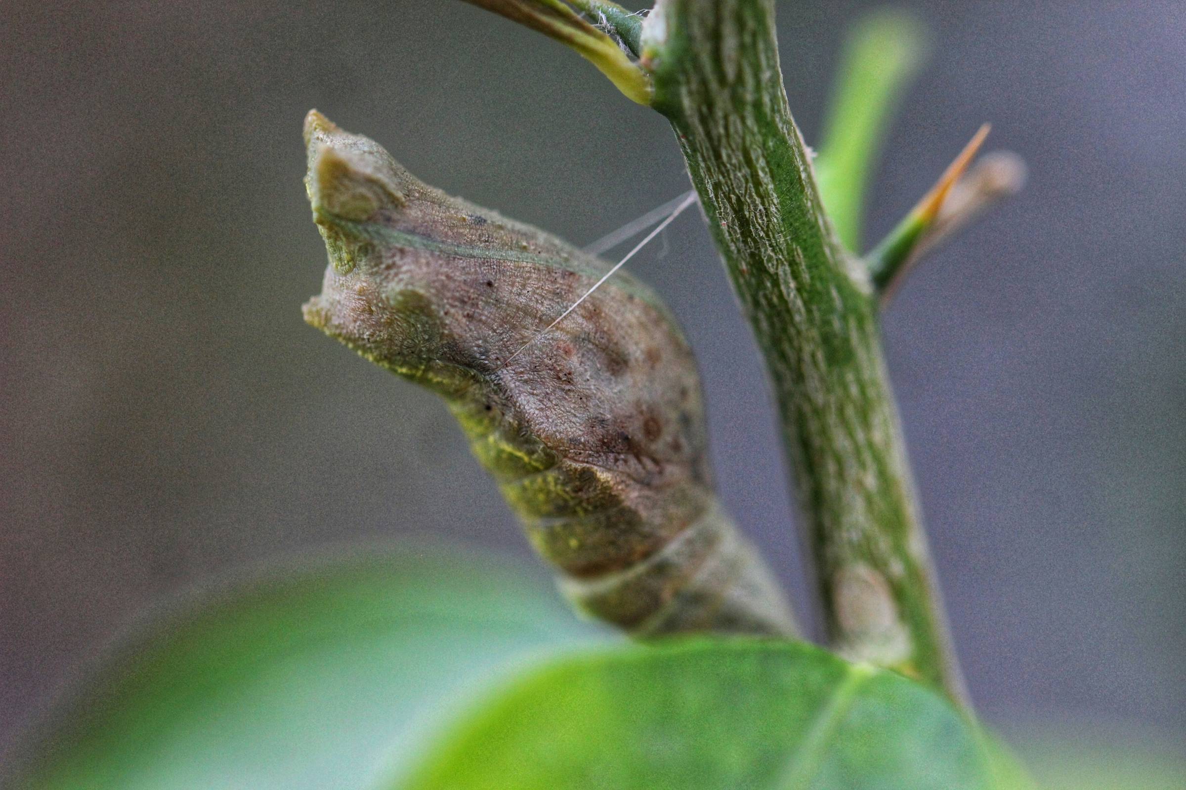 The caterpillar in the crystalize stage. 