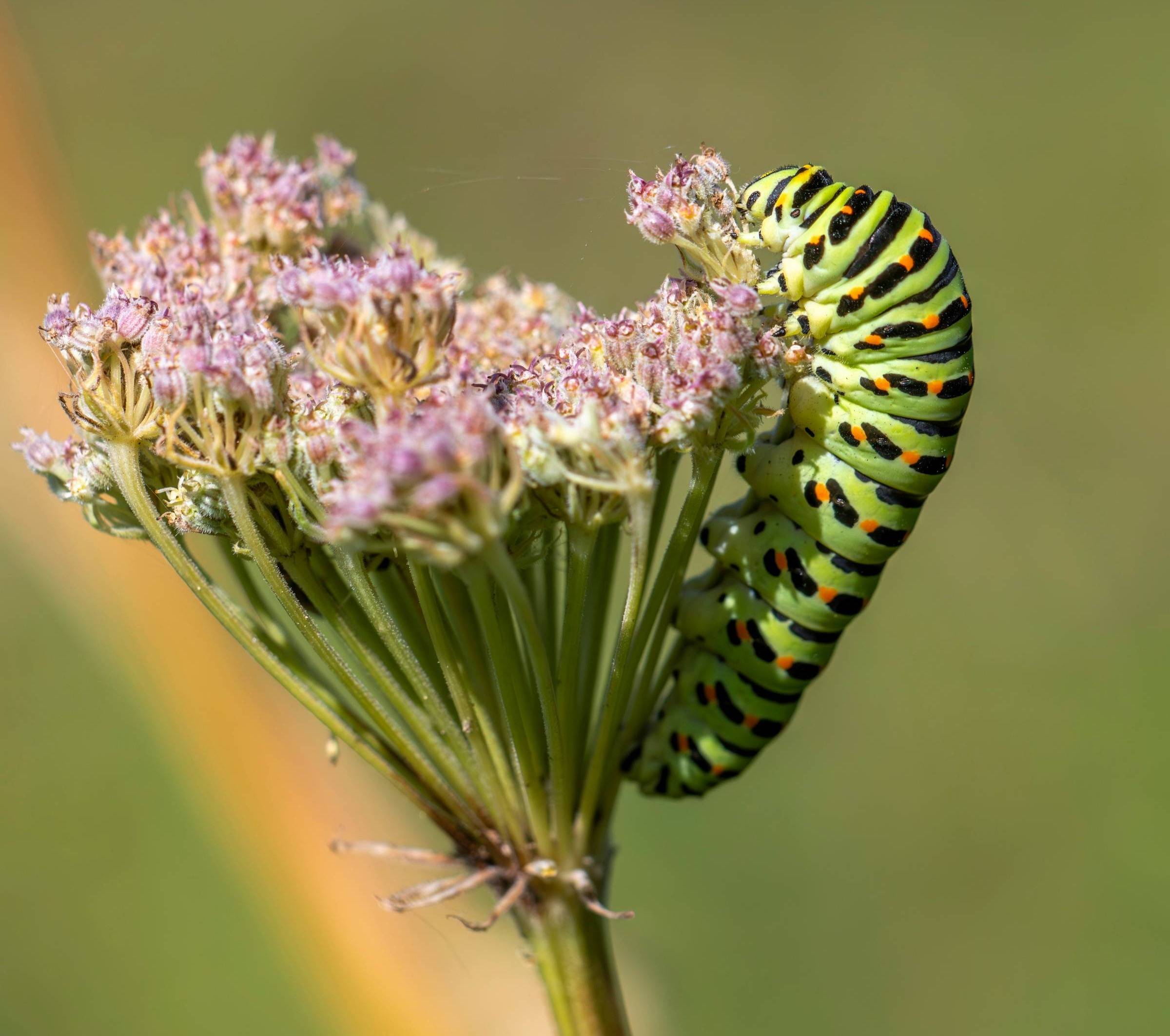The Caterpillar