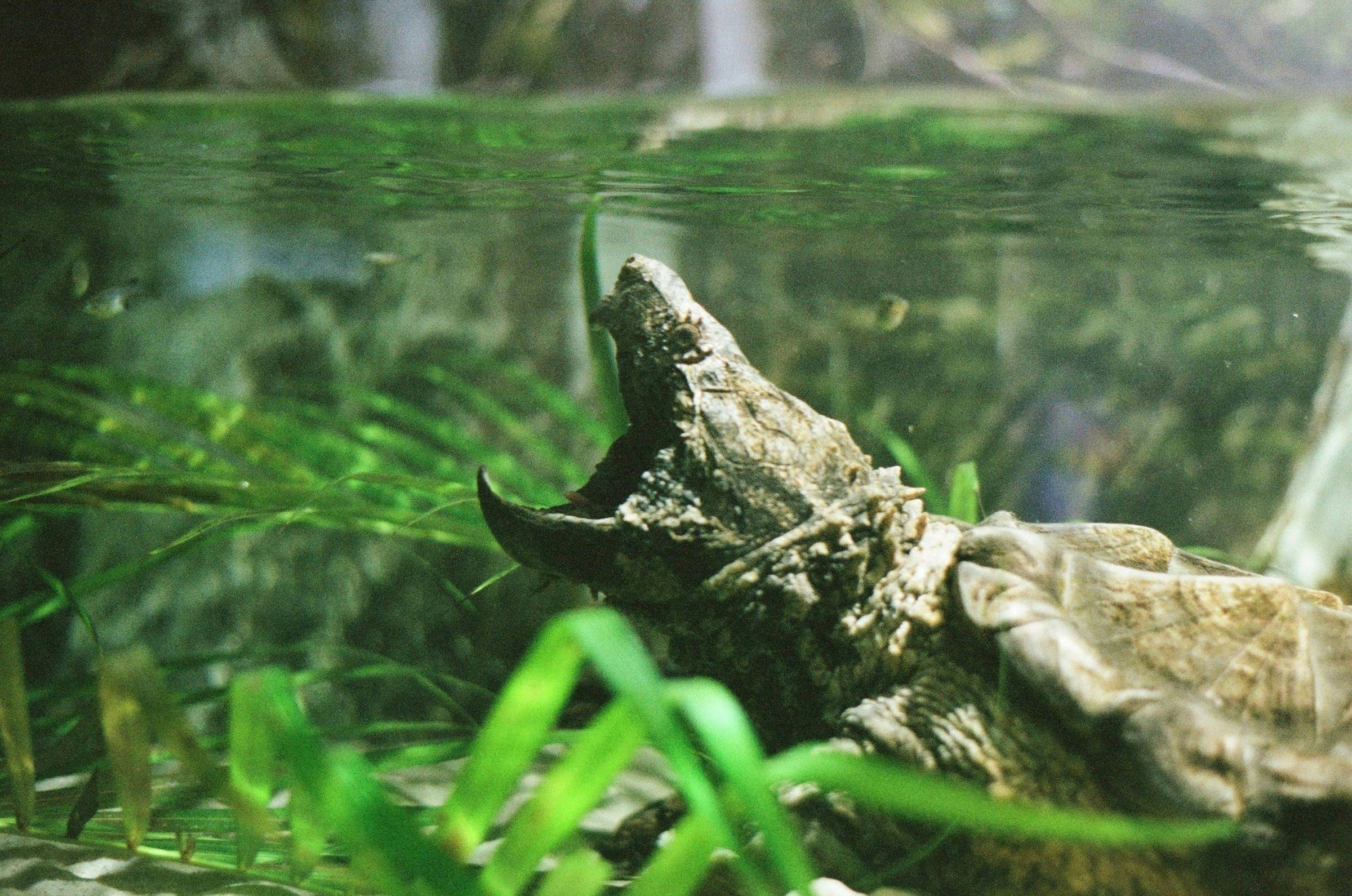 The Alligator Snapping Turtle 