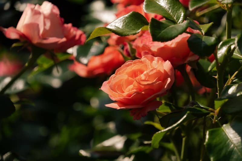 Beautiful orange roses are in full bloom.