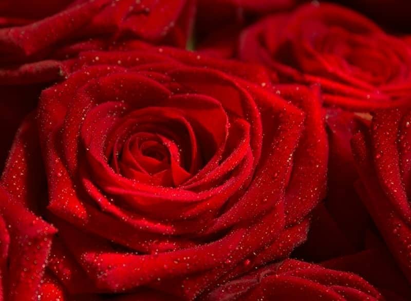 Close-up of dew drops on deep red rose petals.