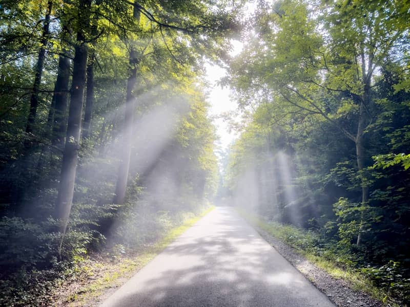 Sunbeams stream through foggy forest trees onto road.