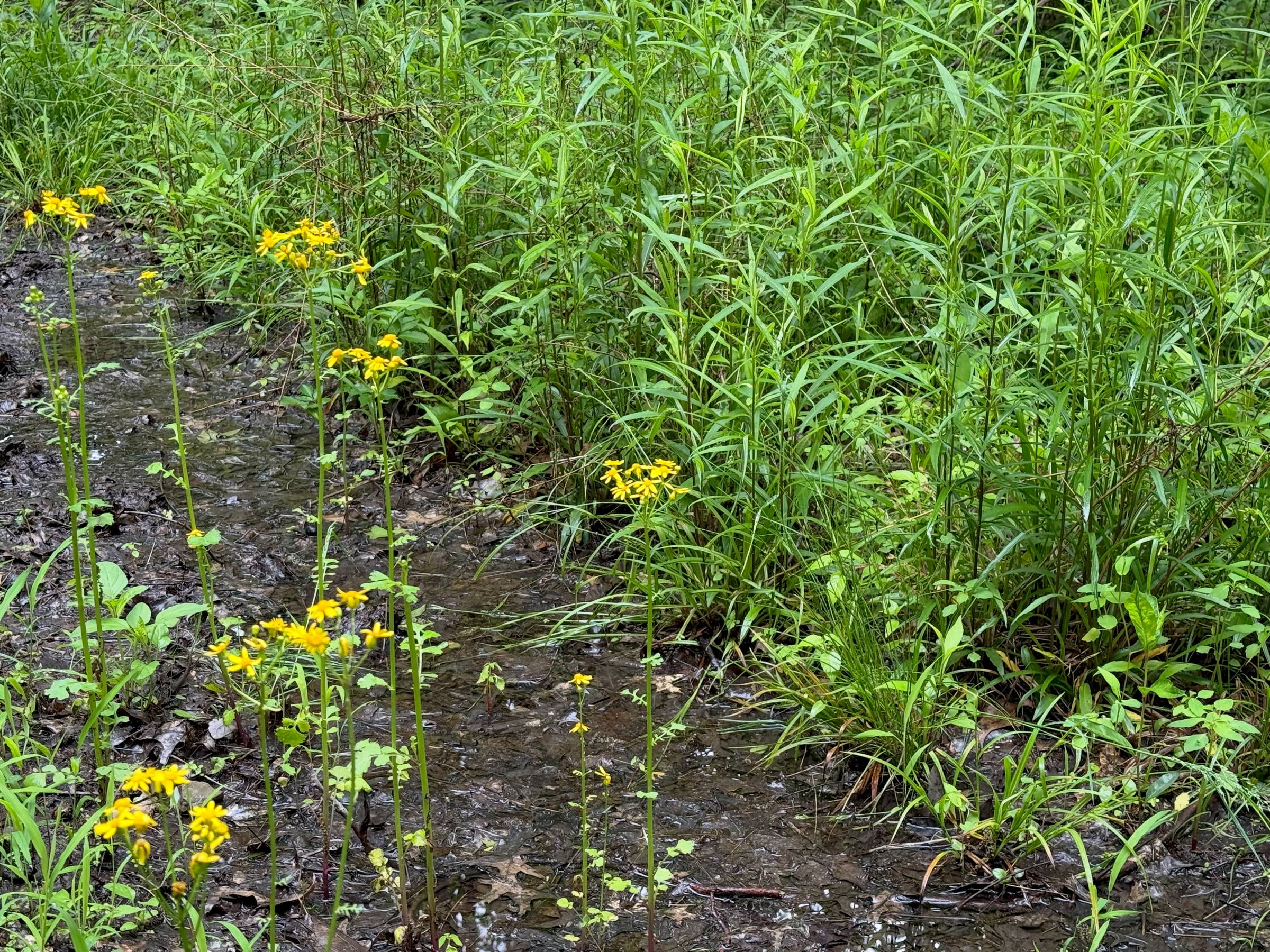 Yellow flowers in muddy water
