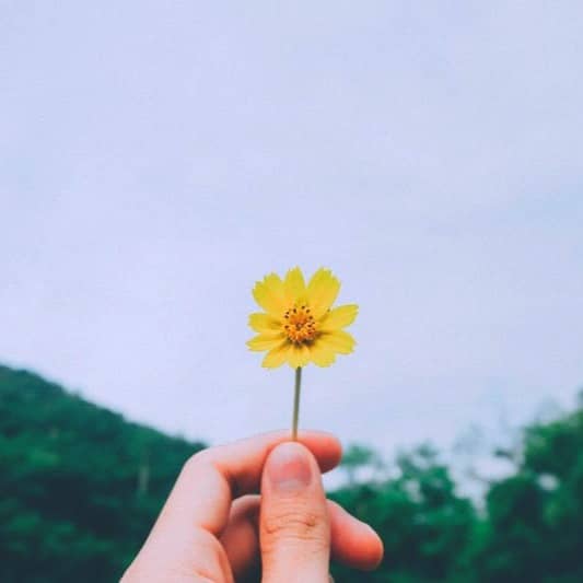 person holding yellow petaled flower