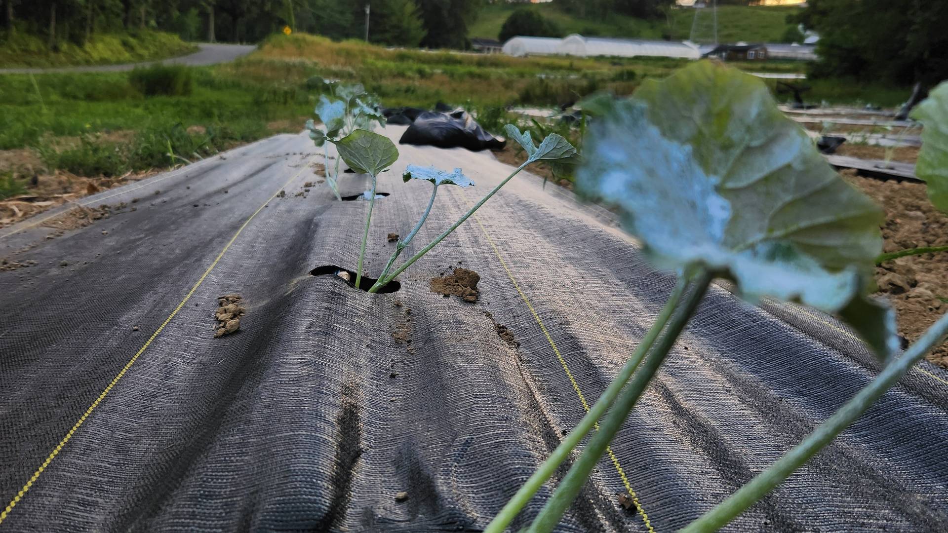 Winter Squash plants