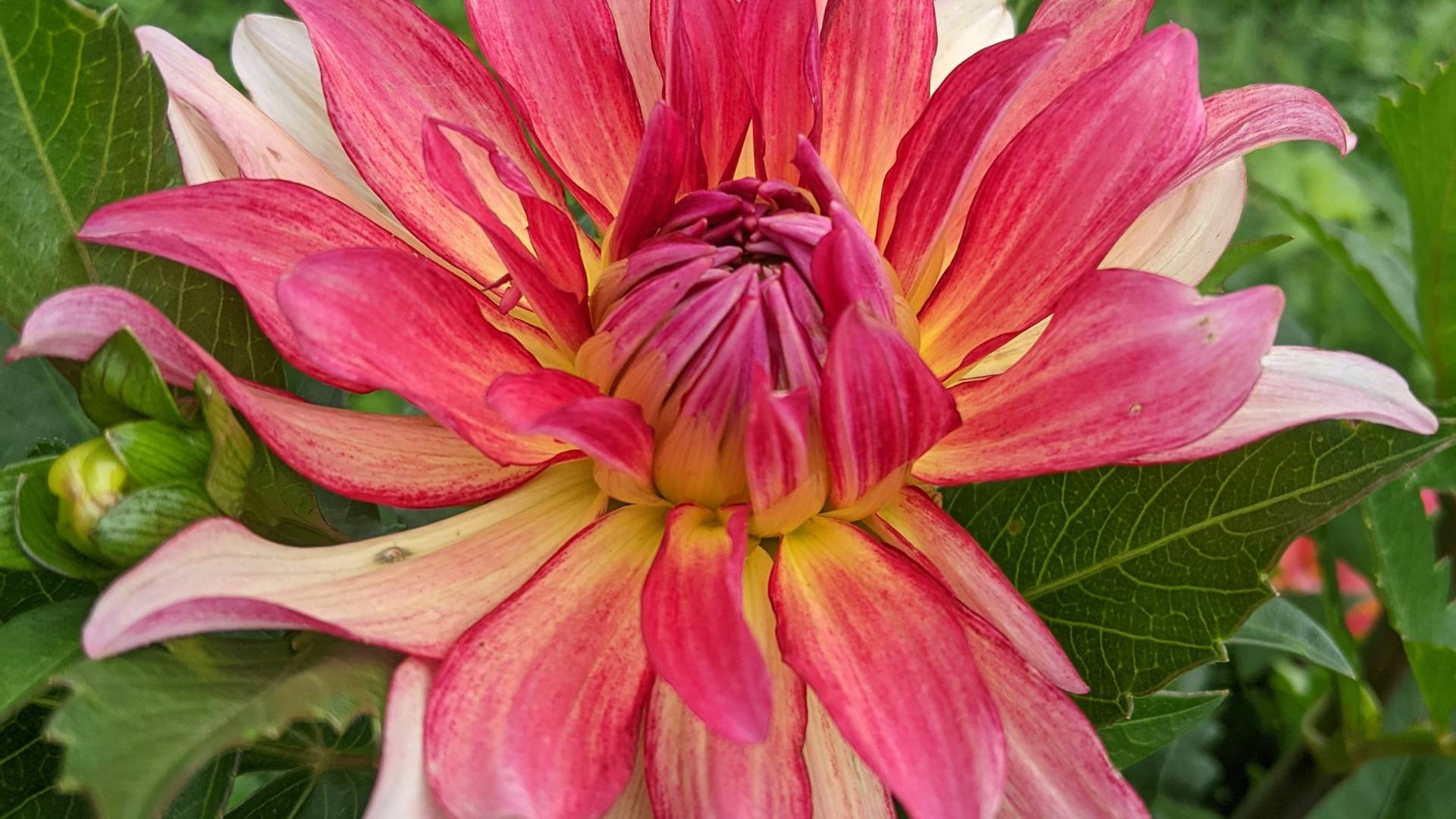 Dahlias