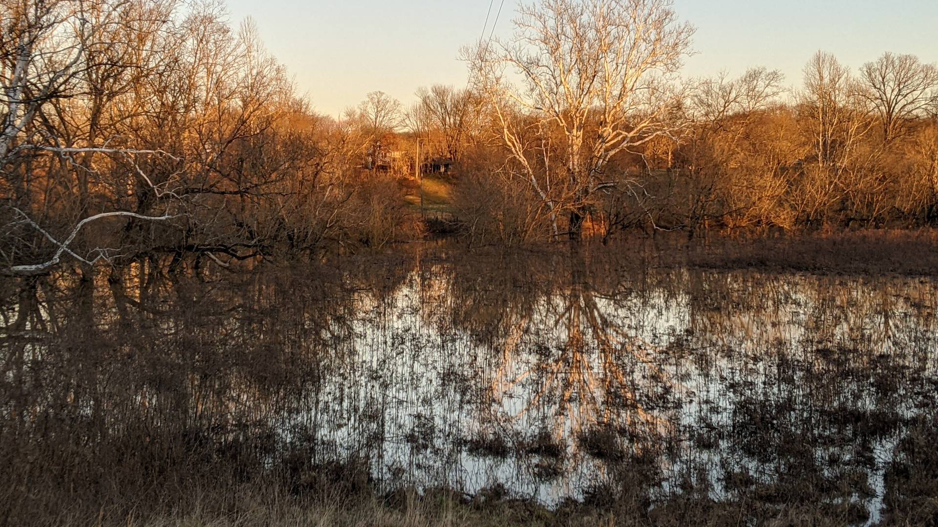 Bird skull and fallen leaves, the creek flooding up into the lower field