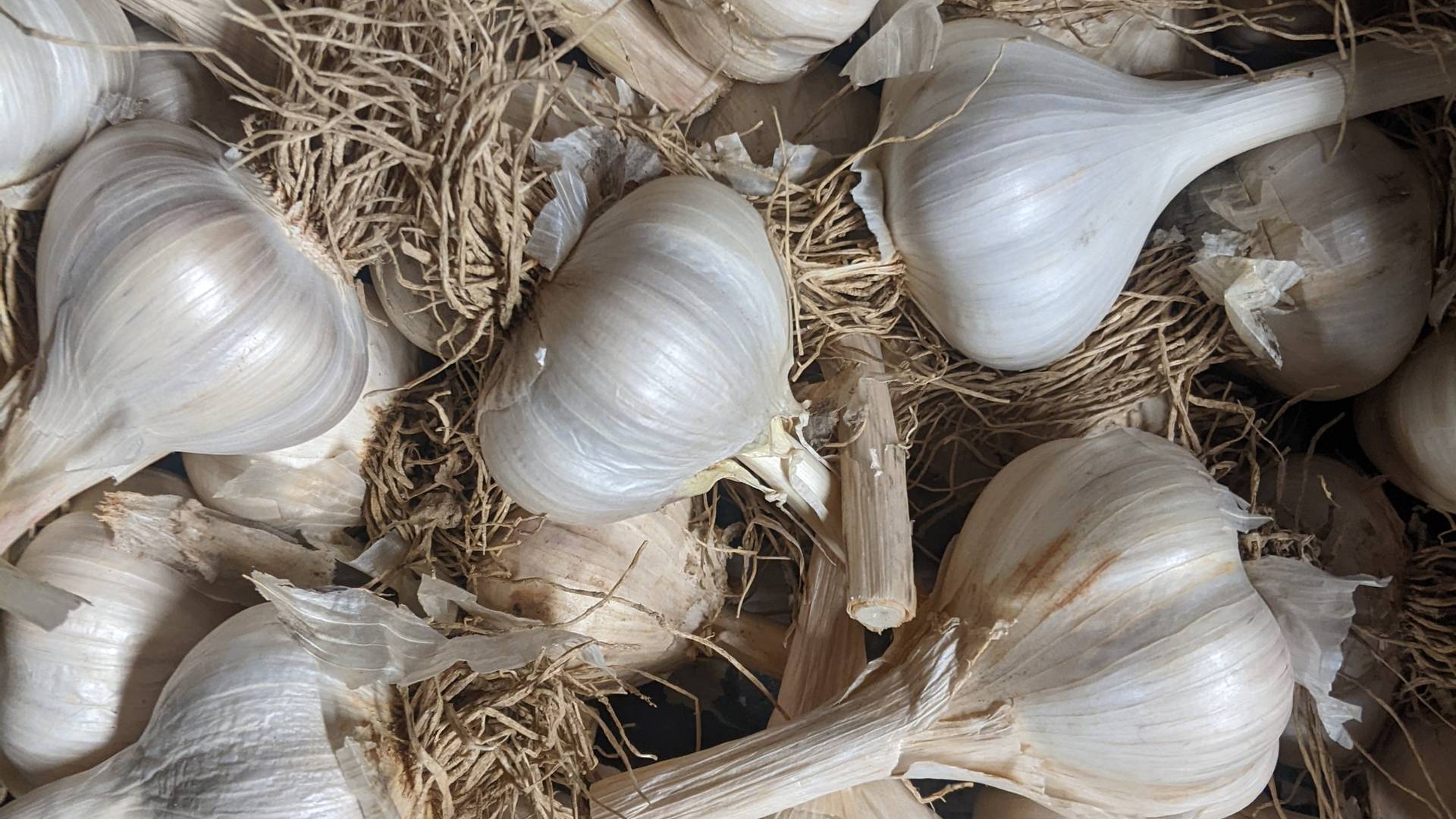 So much garlic!